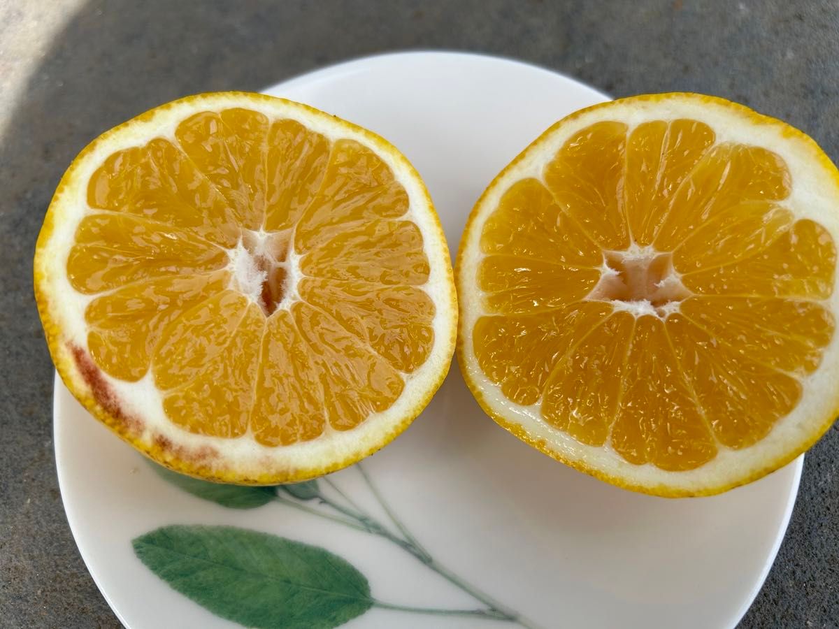 小玉 河内晩柑 爽やかな甘みと酸味 箱込み 5キロ位 熊本県産 小玉 河内晩柑 爽やかな甘みと酸味 箱込み 5キロ位 熊本県産