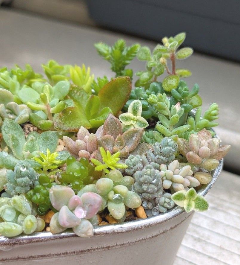 多肉植物 カット苗 春の寄せ植えセット ⑧ 母の日|Yahoo!フリマ 多肉植物 カット苗 春の寄せ植えセット ⑧ 母の日|Yahoo!フリマ