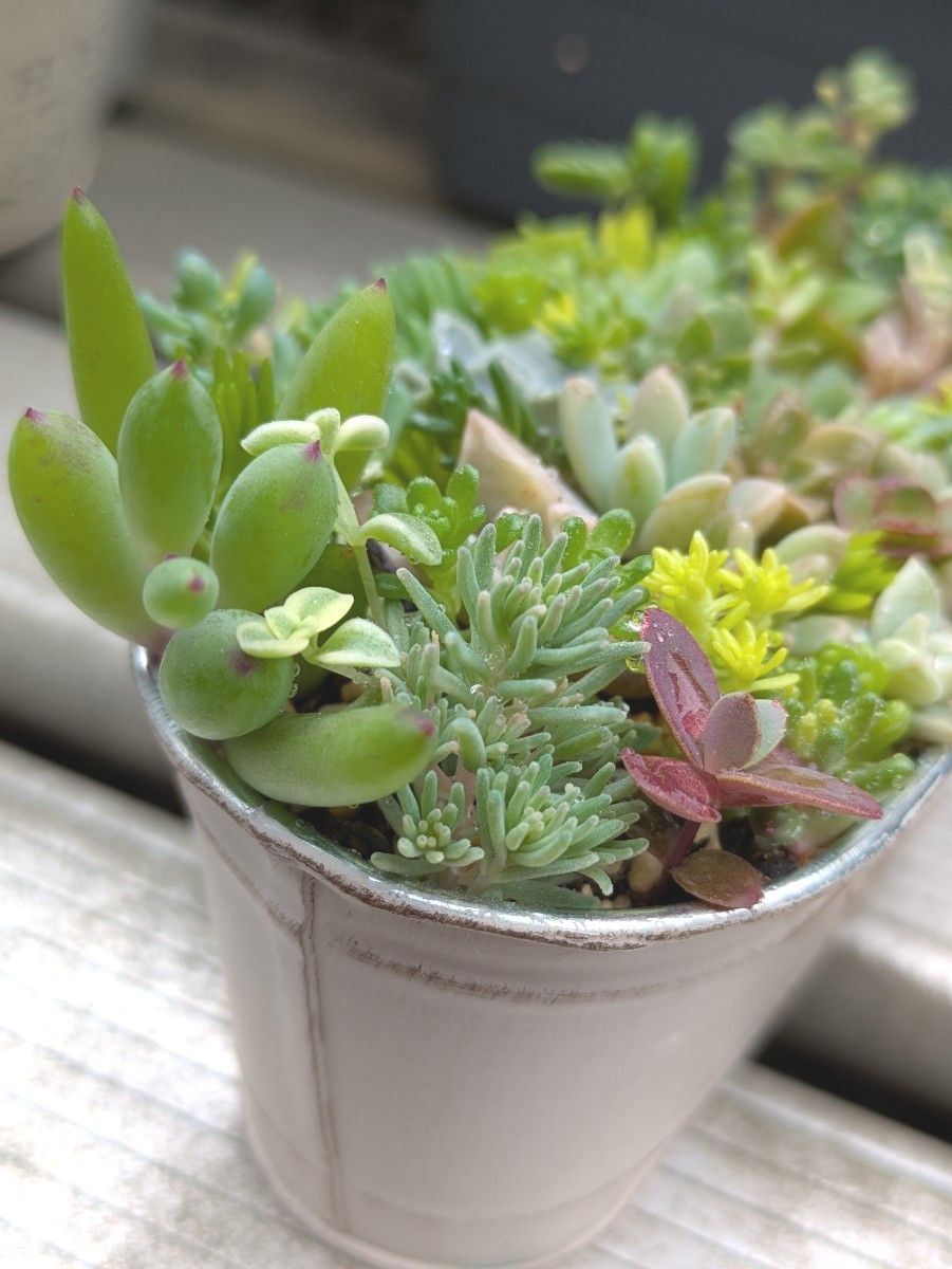 多肉植物 カット苗 春の寄せ植えセット ⑧ 母の日|Yahoo!フリマ 多肉植物 カット苗 春の寄せ植えセット ⑧ 母の日|Yahoo!フリマ