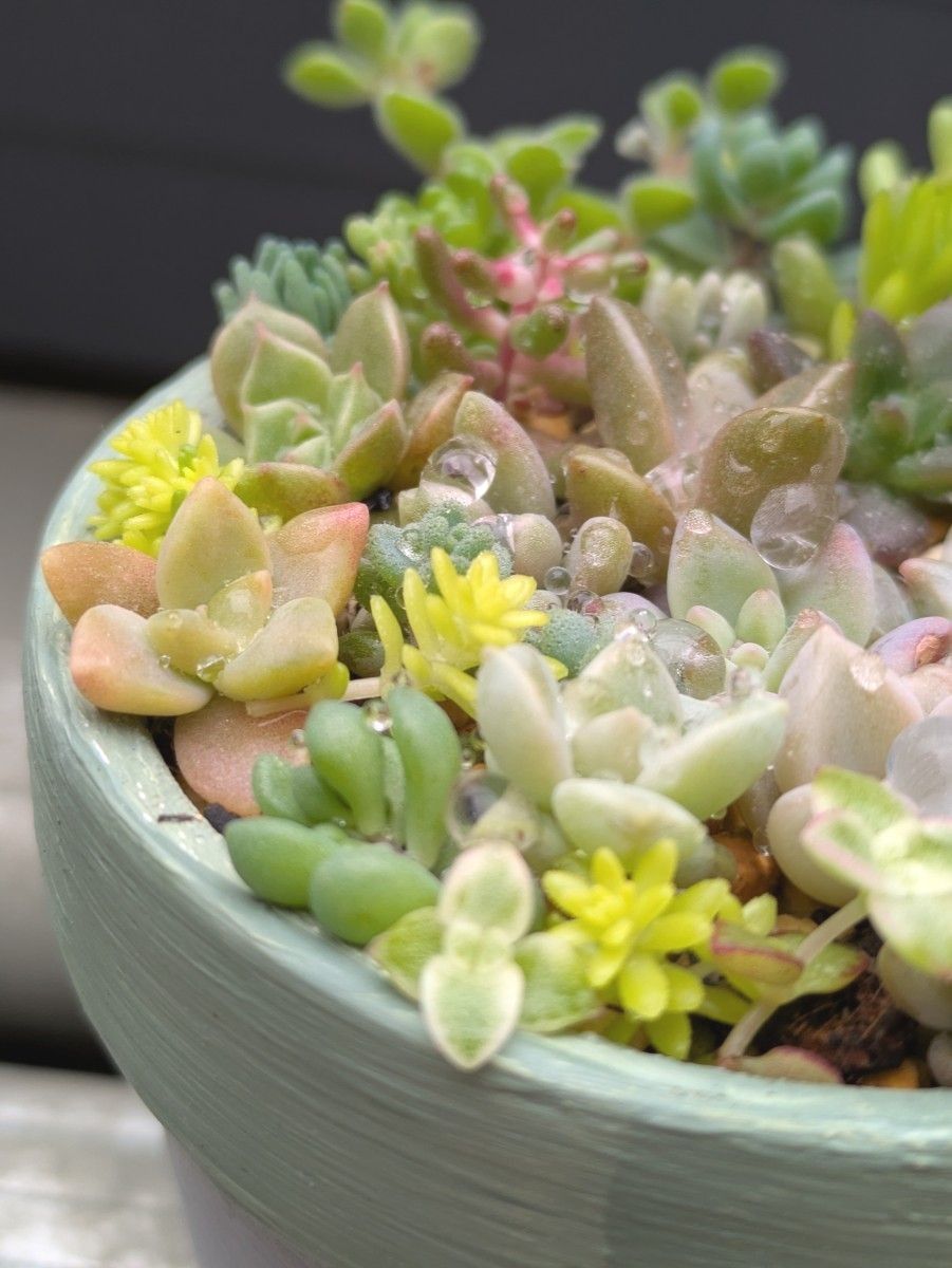 多肉植物 カット苗 春の寄せ植えセット ミニ 27|Yahoo!フリマ 多肉植物 カット苗 春の寄せ植えセット ミニ 27|Yahoo!フリマ