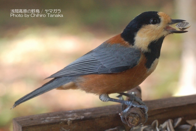 ＋【浅間高原の野鳥写真集】１０種類 b-11_「ヤマガラ」人なつこい野鳥です。