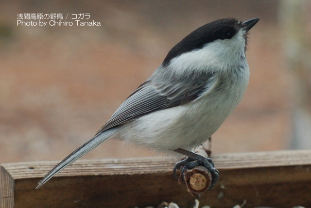 ＋【浅間高原の野鳥写真集】１０種類 b-11_「コガラ」小さいけど強気な小鳥。