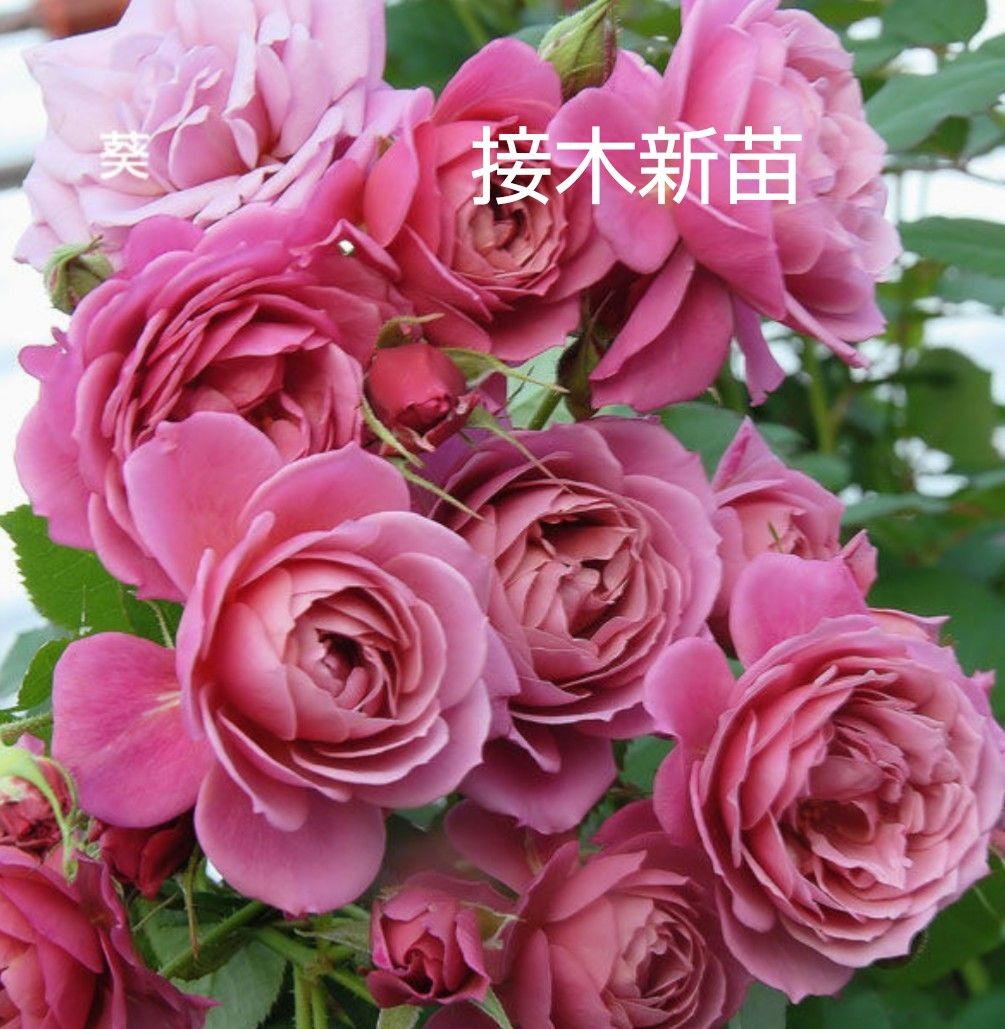バラ苗 あおい 接木新苗 和ばら 切り花品種 入手困難 4号 薔薇 バラ苗 あおい 接木新苗 和ばら 切り花品種 入手困難 4号 薔薇