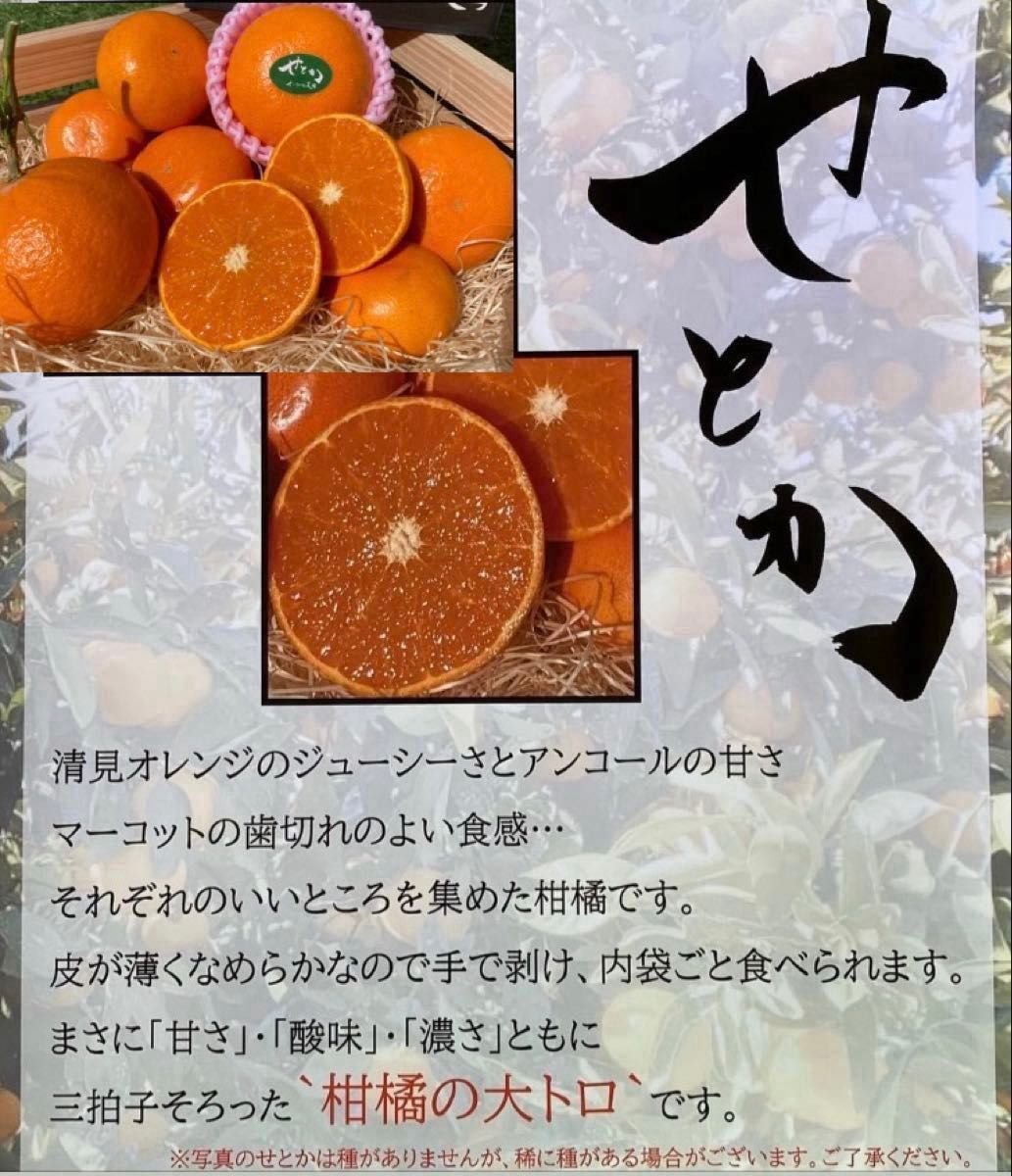 数量限定 和歌山県田辺産せとか オレンジ みかん 蜜柑 柑橘家庭 数量限定 和歌山県田辺産せとか オレンジ みかん 蜜柑 柑橘家庭
