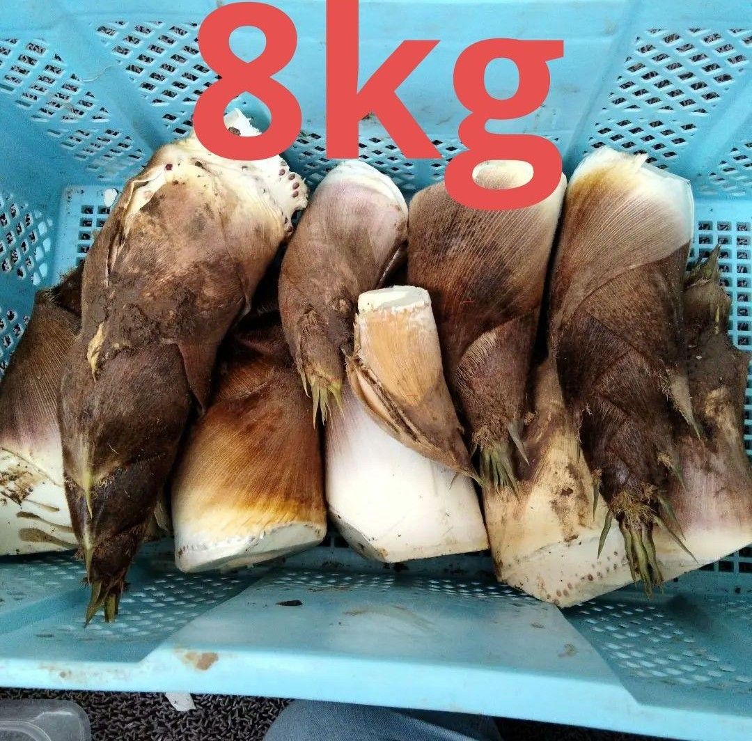 8kg】熊本県産 朝採り タケノコ 筍|Yahoo!フリマ(旧PayPayフリマ) 8kg】熊本県産 朝採り タケノコ 筍|Yahoo!フリマ(旧PayPayフリマ)