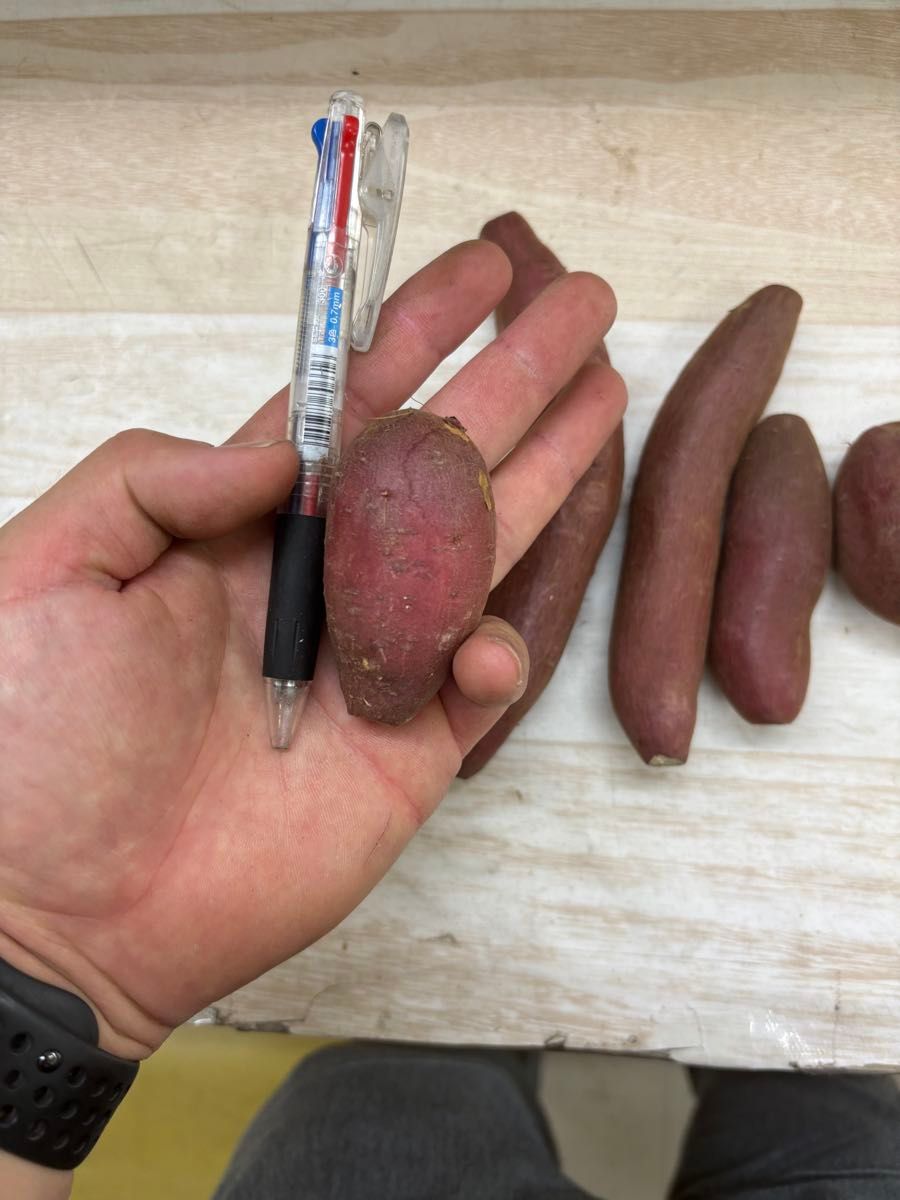 特価　紅はるか箱こみ12キロ　小さいサイズ