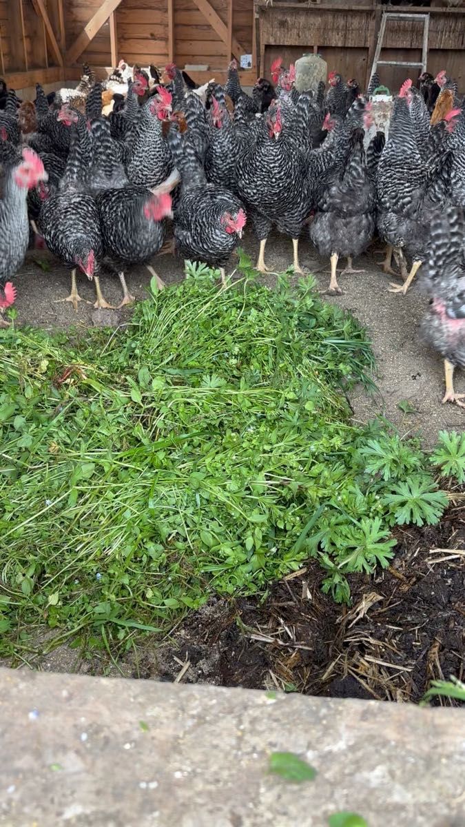 平飼い アローカナ、横斑プリモスのたまご50個MからSサイズ