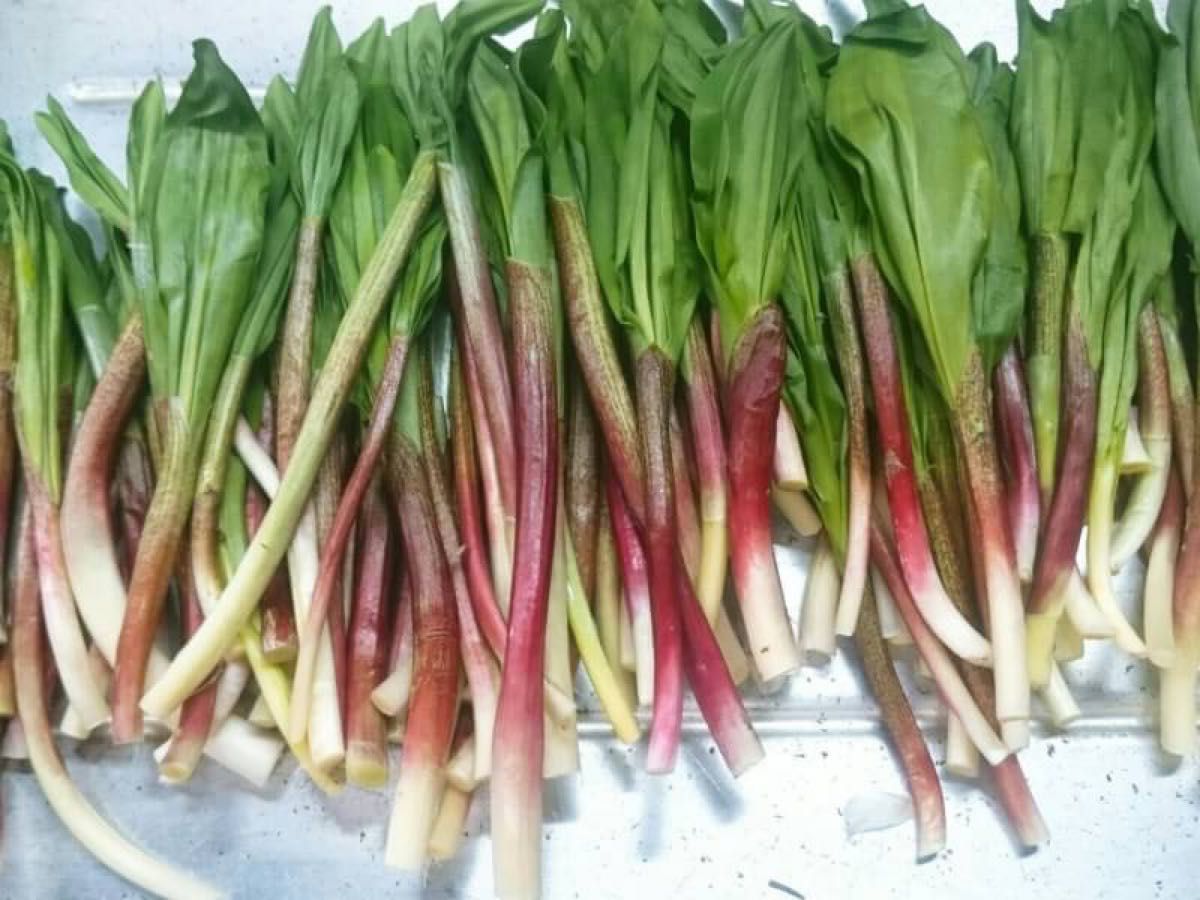 1 2キロ 北海道産行者ニンニク 土付着殆ど無 午前中採取|Yahoo 1 2キロ 北海道産行者ニンニク 土付着殆ど無 午前中採取|Yahoo