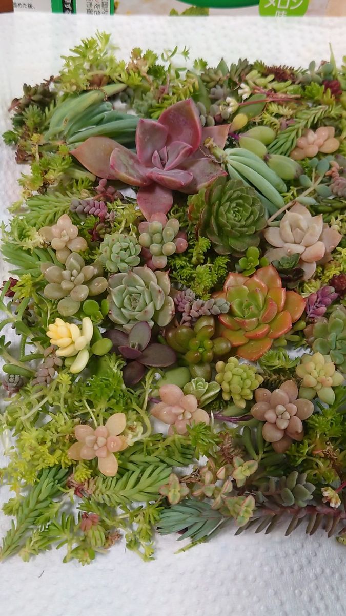 13:00まで 多肉植物 寄せ植え カット苗 詰め合わせ セット販売 C