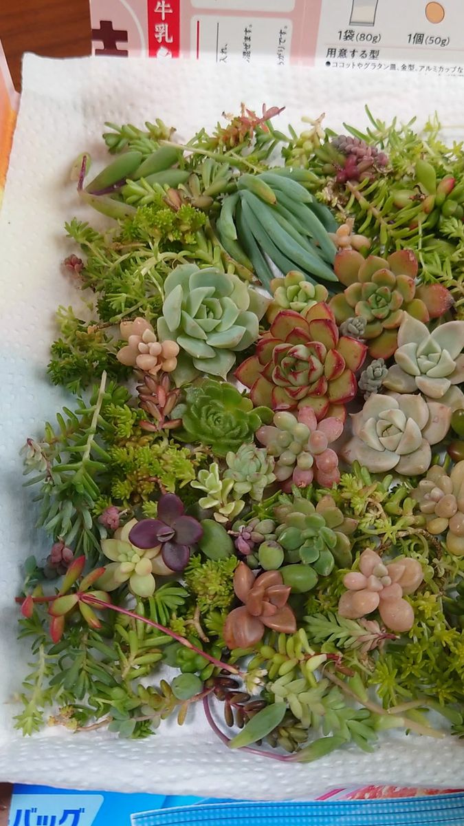 13:00まで 多肉植物 寄せ植え カット苗 詰め合わせ セット販売 A
