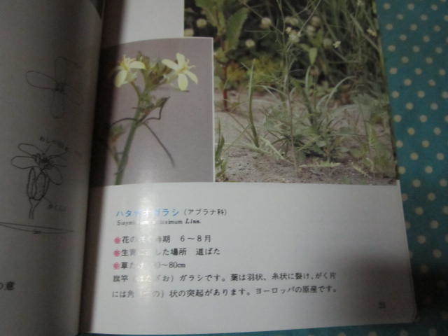 北海道　植物教材図鑑　続　野の花_画像4