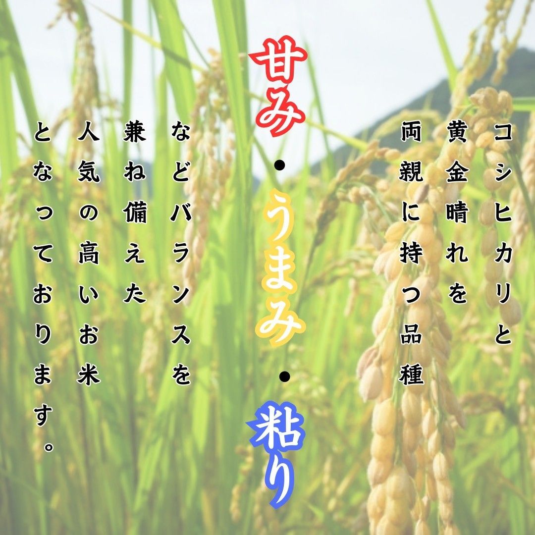 数量限定 ヒノヒカリ 10kg 白米 6年産 お米 おまけ付き 麦茶 お 数量限定 ヒノヒカリ 10kg 白米 6年産 お米 おまけ付き 麦茶 お
