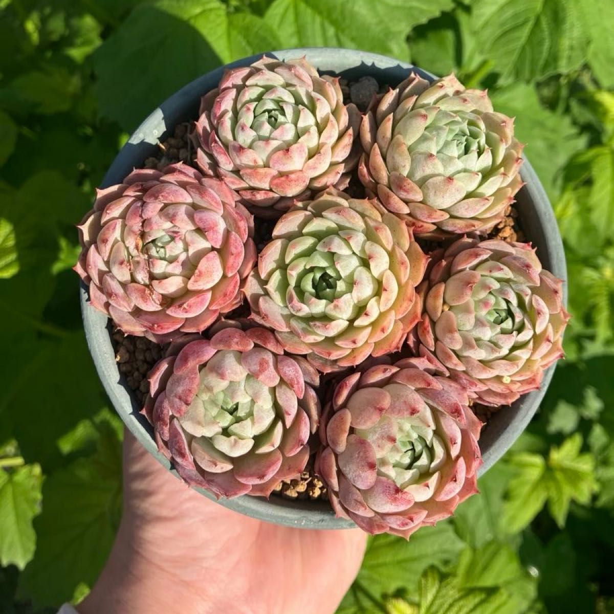 多肉植物 韓国苗 エケベリア 7苗セット 微発根あり|Yahoo 多肉植物 韓国苗 エケベリア 7苗セット 微発根あり|Yahoo