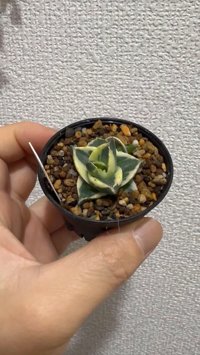 【極希少 プミラ 鮮明白覆輪】アガベ (類似)笹の雪 ピンキー グレイトホワイト 氷山