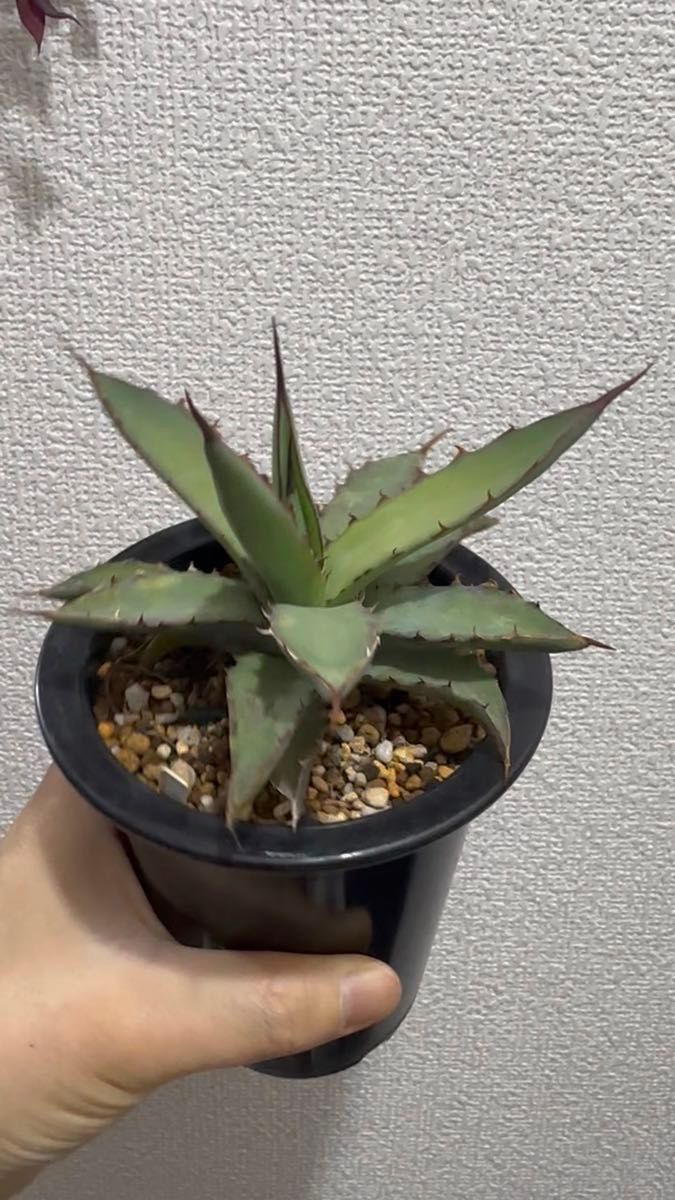 【 台湾new HYB xylonacansa × 血雷】 ハイブリッド アガベ 甲蟹 マクロアカンサ マンガベ
