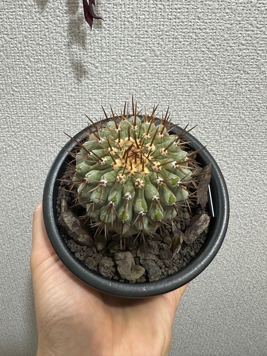 コピアポア コルムナアルバ 孤竜丸 Copiapoa cinerea var コピアポア コルムナアルバ 孤竜丸 Copiapoa cinerea var