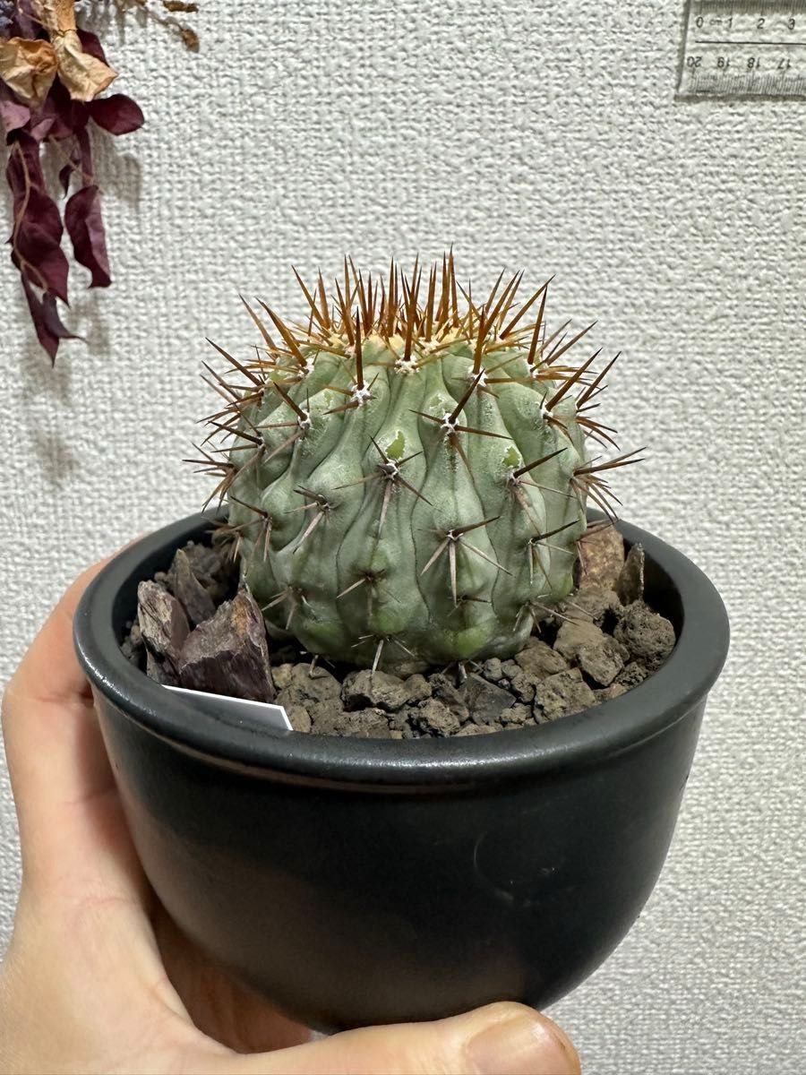 コピアポア コルムナアルバ 孤竜丸 Copiapoa cinerea var コピアポア コルムナアルバ 孤竜丸 Copiapoa cinerea var