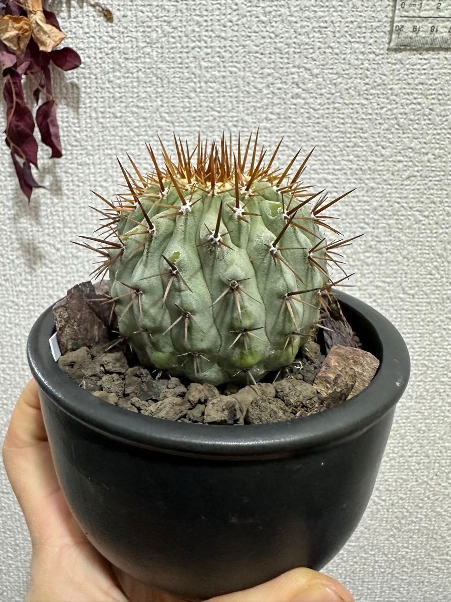 コピアポア コルムナアルバ 孤竜丸 Copiapoa cinerea var コピアポア コルムナアルバ 孤竜丸 Copiapoa cinerea var