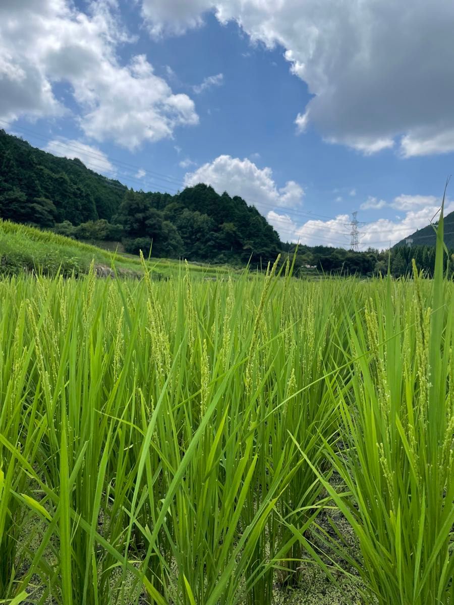 令和6年産 大阪能勢産 無農薬富山県こしひかり 20kg玄米 今回で 令和6年産 大阪能勢産 無農薬富山県こしひかり 20kg玄米 今回で