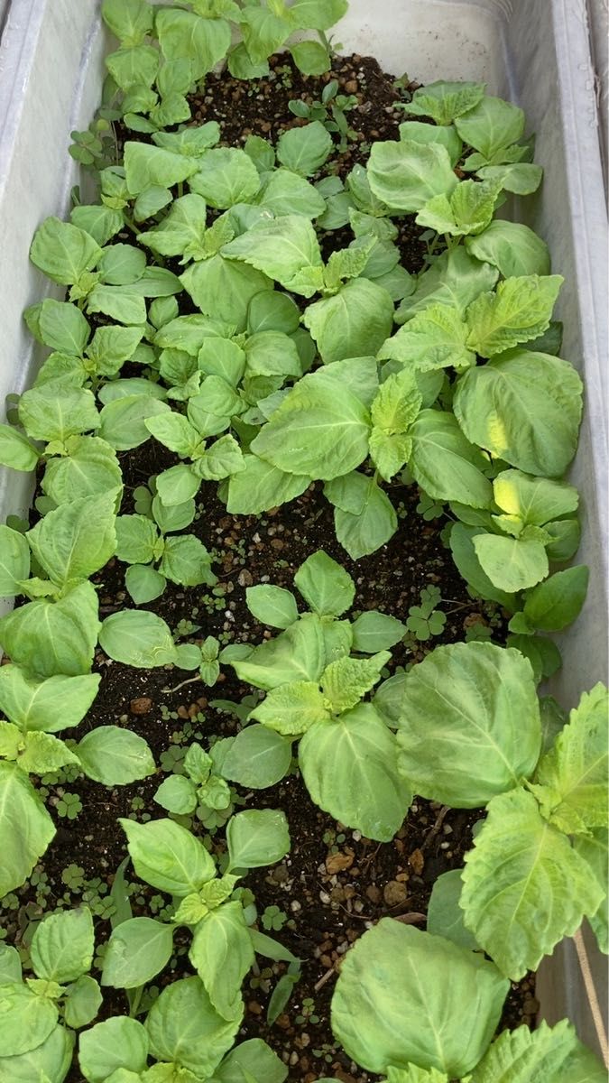 紫蘇 しそ 大葉 苗 プランター 野菜苗
