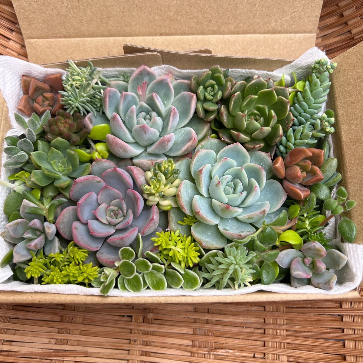 エケベリア カット苗 詰め合わせセット 多肉弁当 寄せ植えに エケベリア カット苗 詰め合わせセット 多肉弁当 寄せ植えに