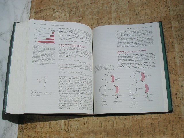 ∞　生化学の原則　Lehninger　Principles of Biochemistry　Worth Publishers、刊　1984年発行 ●洋書です、英文●　A. Lehninger、著_画像8