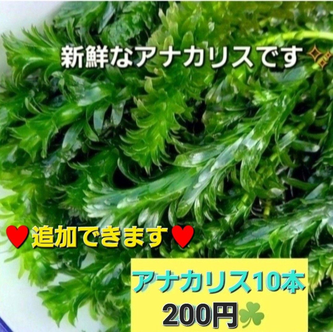 水草セット　ミリオフィラム20本+おもり5個　水上葉　おまけアカウキクサ　天然　アナカリス追加可能　オレンジフィラム