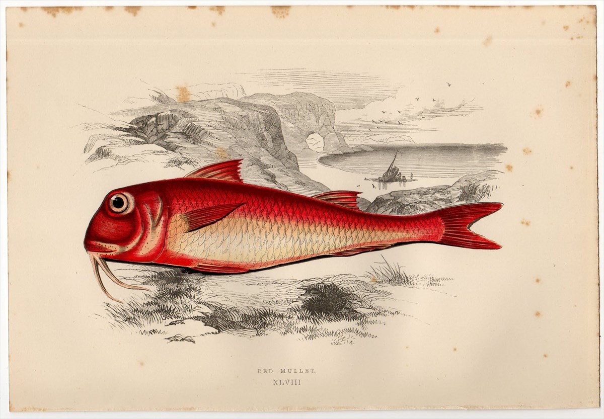 1877年 コーチ 英国の魚類史 多色石版画 ヒメジ科 メダマヒメジ属 RED MULLET 博物画_画像1