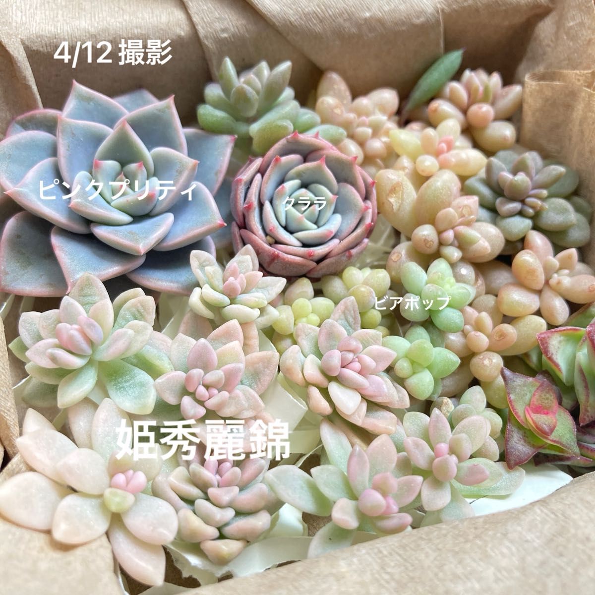 多肉植物 カット苗 姫秀麗錦 クララなど|Yahoo!フリマ(旧 多肉植物 カット苗 姫秀麗錦 クララなど|Yahoo!フリマ(旧