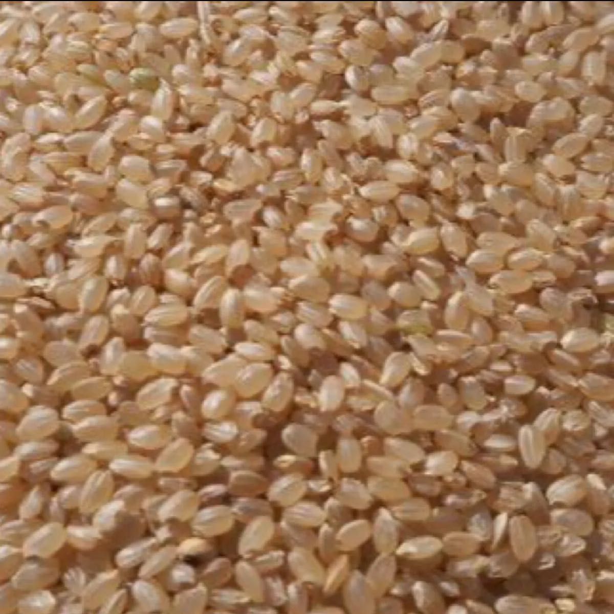新米 令和6年度 玄米 10kg 山口県産 生産者米|Yahoo!フリマ(旧 新米 令和6年度 玄米 10kg 山口県産 生産者米|Yahoo!フリマ(旧