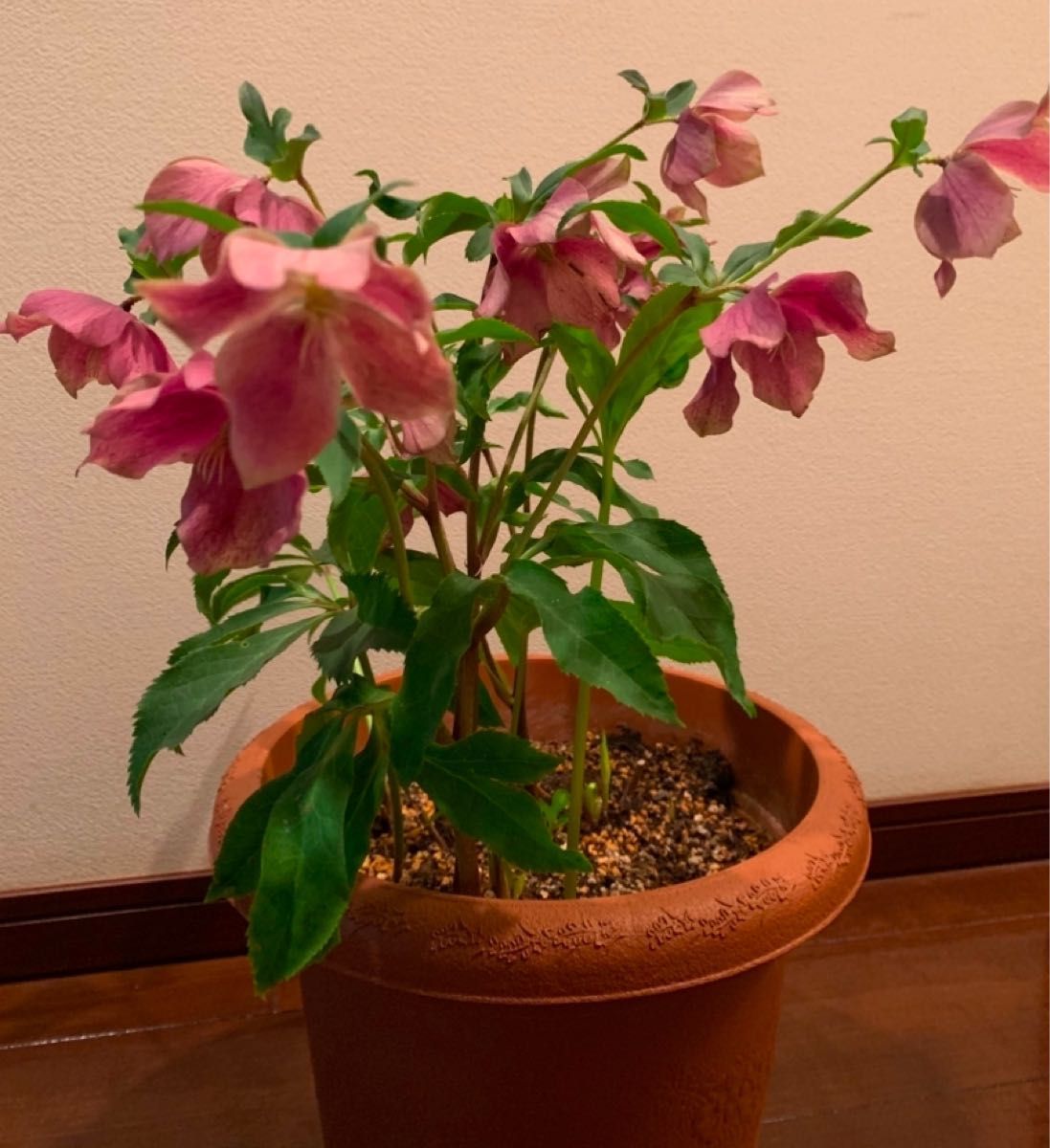 開花株】クリスマスローズオリエンタリス 10号鉢ごと販売 新芽 開花株】クリスマスローズオリエンタリス 10号鉢ごと販売 新芽