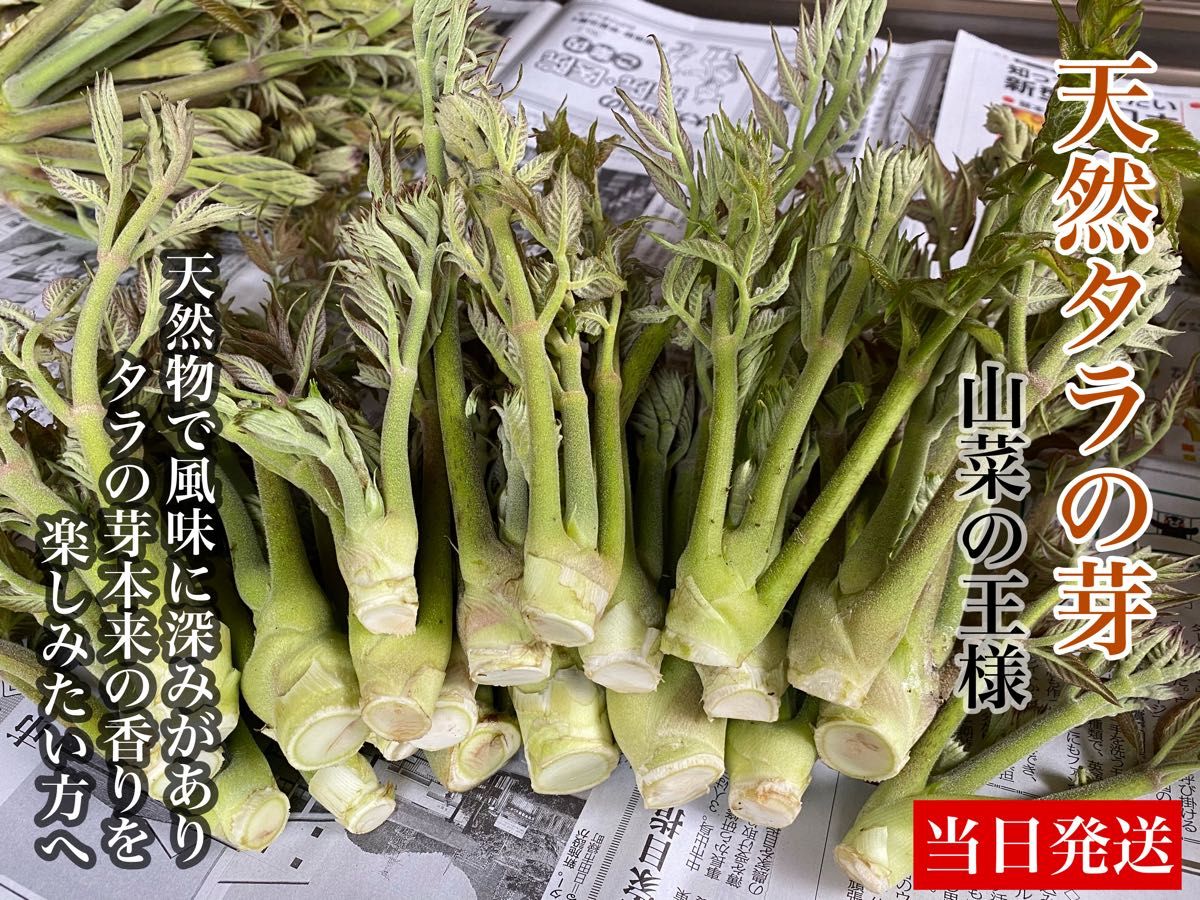 天然タラの芽 140グラム｜Yahoo!フリマ（旧PayPayフリマ）
