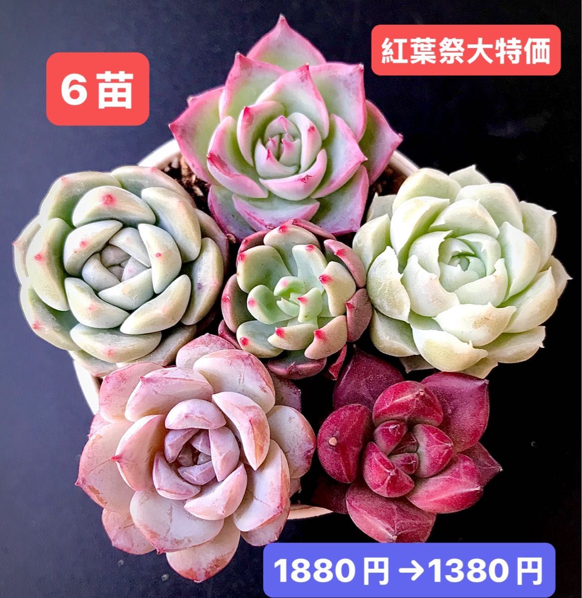 紅葉祭大特価 6苗1380円 韓国苗 シルエット 氷苺 エンジェラ AK 紅葉祭大特価 6苗1380円 韓国苗 シルエット 氷苺 エンジェラ AK