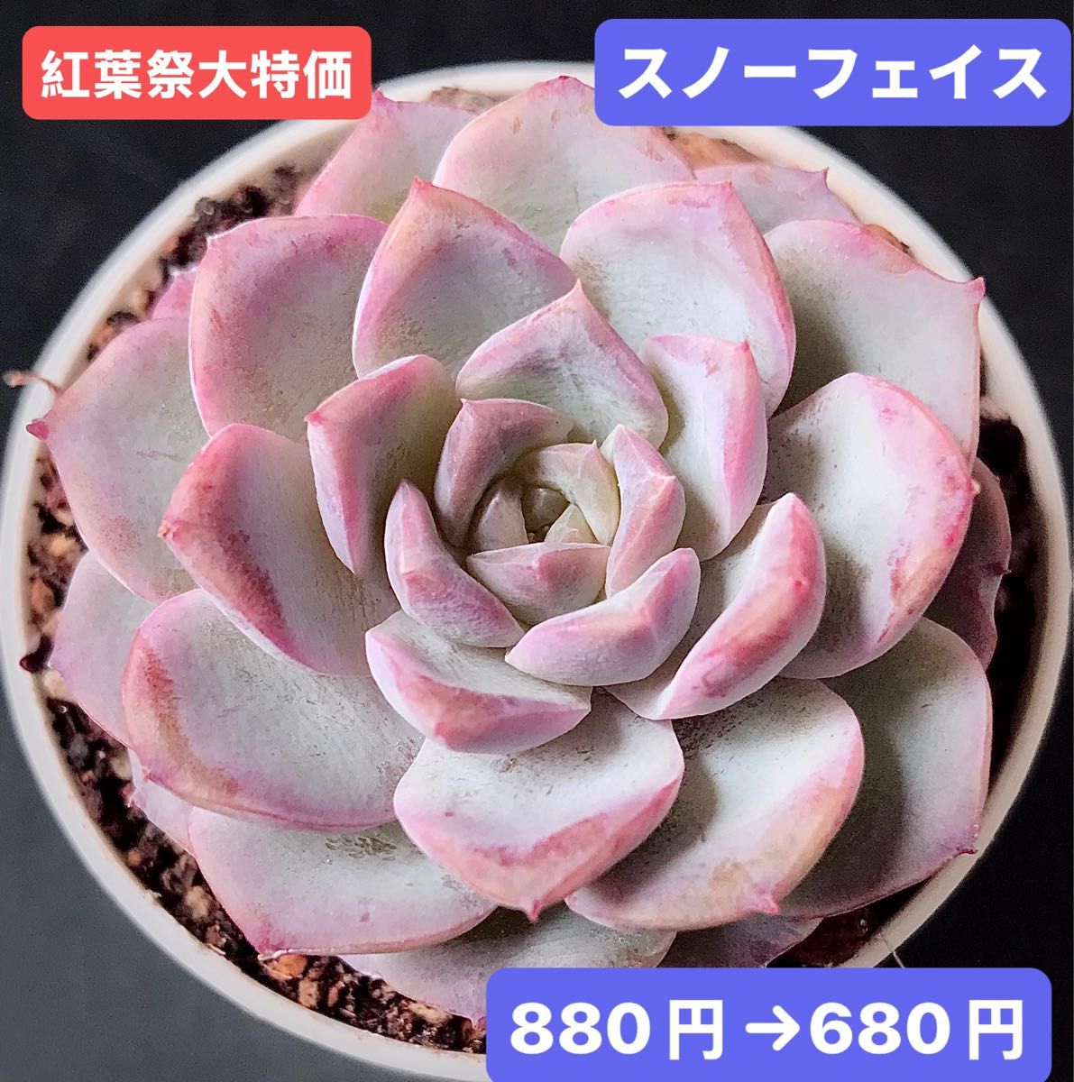 紅葉祭大特価 新入荷 韓国苗 スノーフェイス 可愛い紅葉大苗 超 紅葉祭大特価 新入荷 韓国苗 スノーフェイス 可愛い紅葉大苗 超