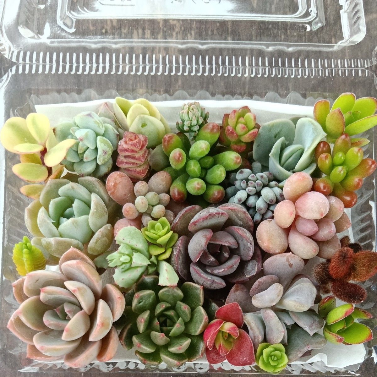 多肉植物 寄せ植え用 チビカット苗詰め合わせ|Yahoo!フリマ(旧 多肉植物 寄せ植え用 チビカット苗詰め合わせ|Yahoo!フリマ(旧