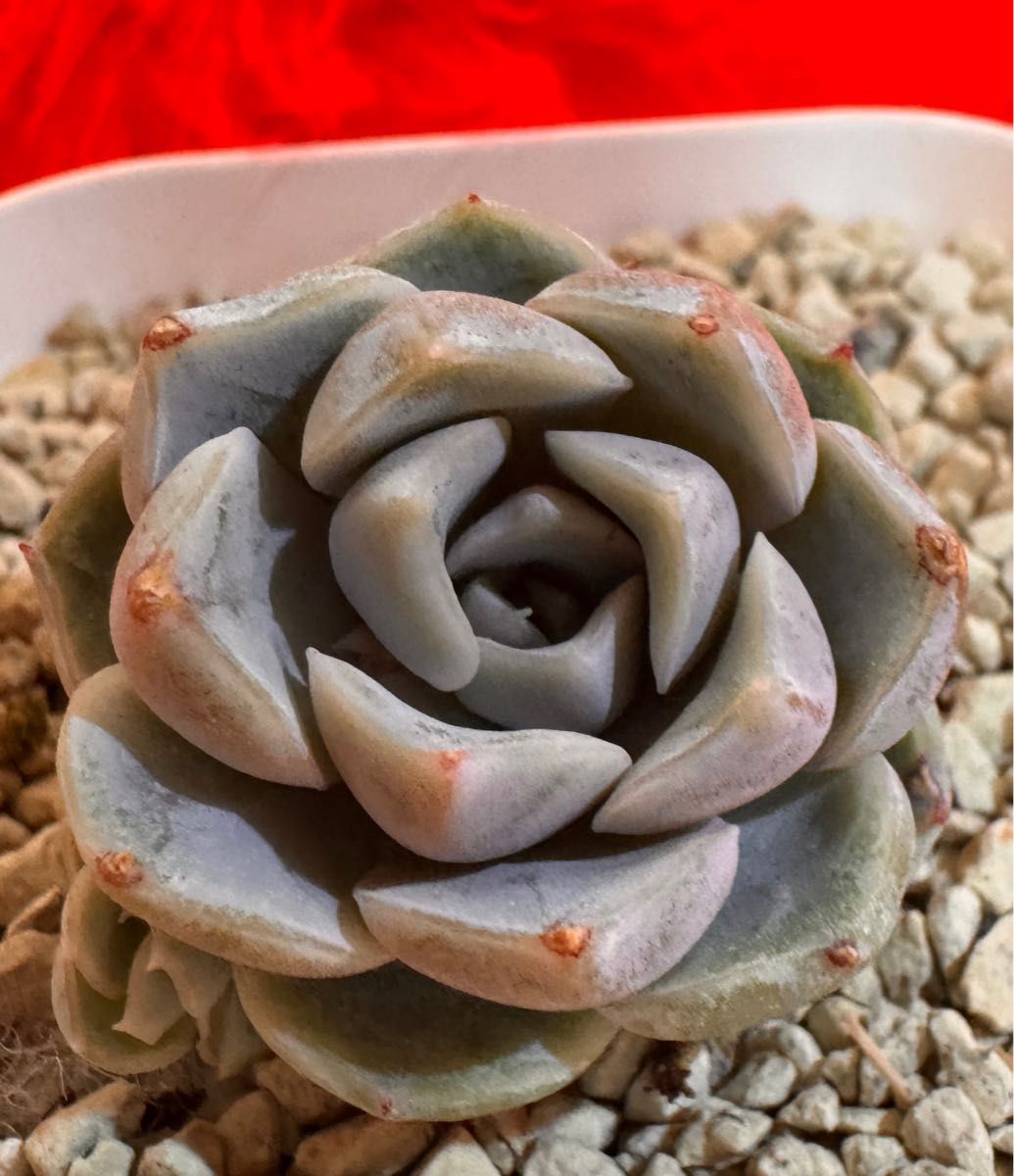 薔花 韓国苗 多肉植物 レア種 エケベリア 直輸入|Yahoo!フリマ 薔花 韓国苗 多肉植物 レア種 エケベリア 直輸入|Yahoo!フリマ