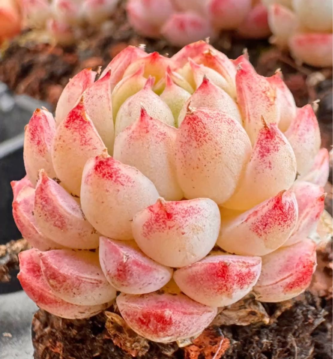 ライリーンボール 韓国苗 多肉植物 レア種 エケベリア 直輸入