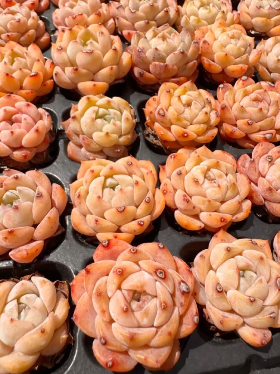 いちごジャム 韓国苗 多肉植物 レア種 エケベリア 直輸入