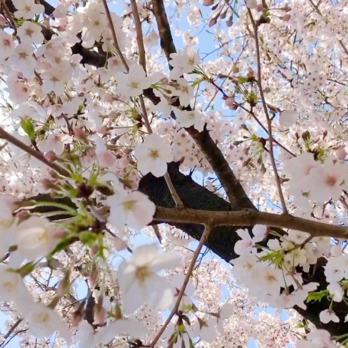 桜 さくら 染井吉野 さし穂20本!開花後〜初夏の今が挿し木の適期 新芽の付いた枝→メネデール+ルートン(発根促進剤)→保湿し発送