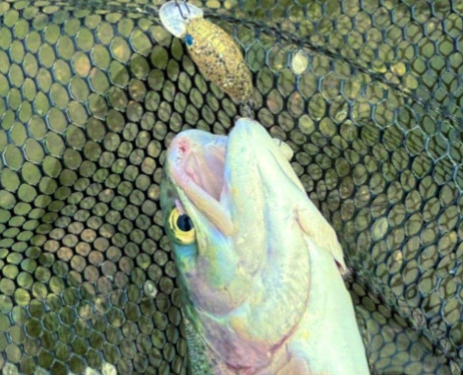 団子魚 スミス ダンゴウオ 大人気カラー2個セット SMITH DR-Low 団子魚 スミス ダンゴウオ 大人気カラー2個セット SMITH DR-Low