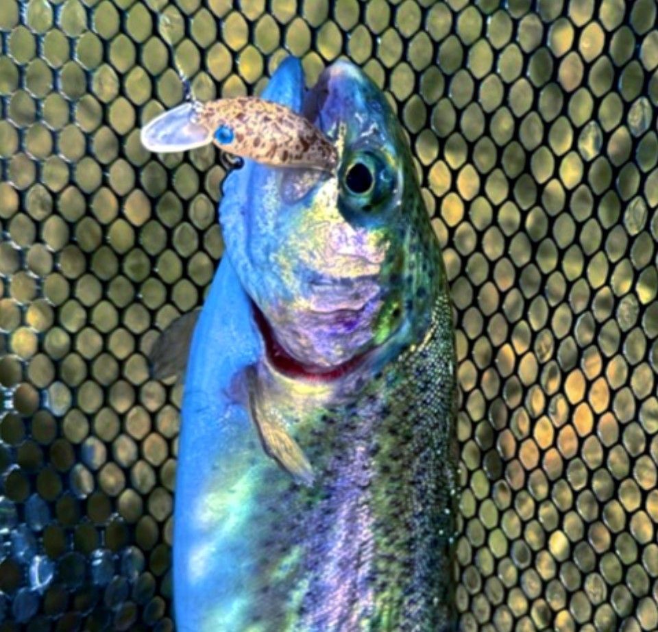 団子魚 スミス ダンゴウオ 大人気カラー2個セット SMITH DR-Low 団子魚 スミス ダンゴウオ 大人気カラー2個セット SMITH DR-Low