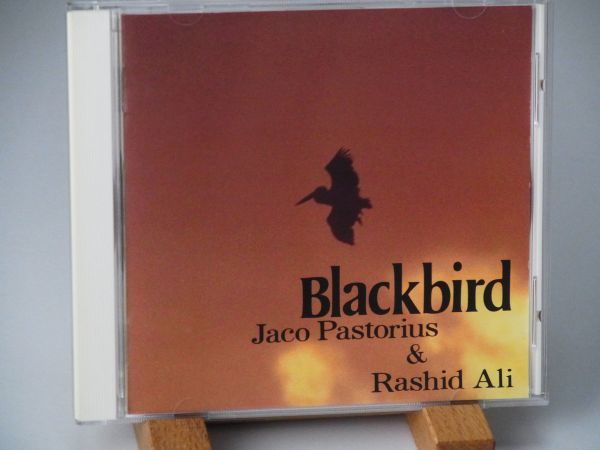【ALFA JAZZ TIMELESS原盤】JACO PASTRIUS　ジャコ・パストリアス　RASHID ALI　BLACK BIRD_画像1