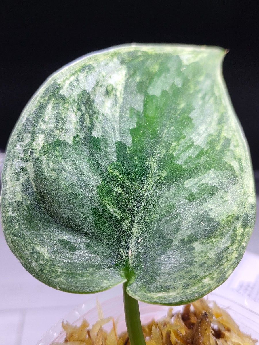 スキンダプサス エキゾチカ ホログラム 斑入 Scindapsus exotica スキンダプサス エキゾチカ ホログラム 斑入 Scindapsus exotica