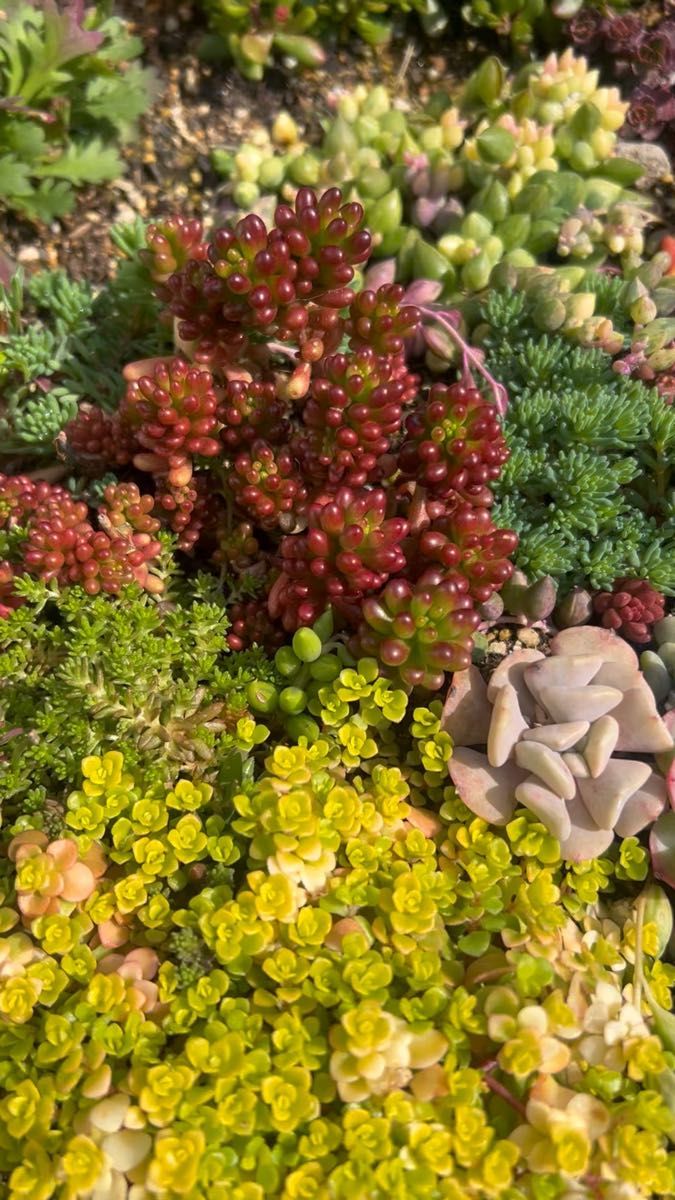 SALE!多肉植物 ミックス 50カット!