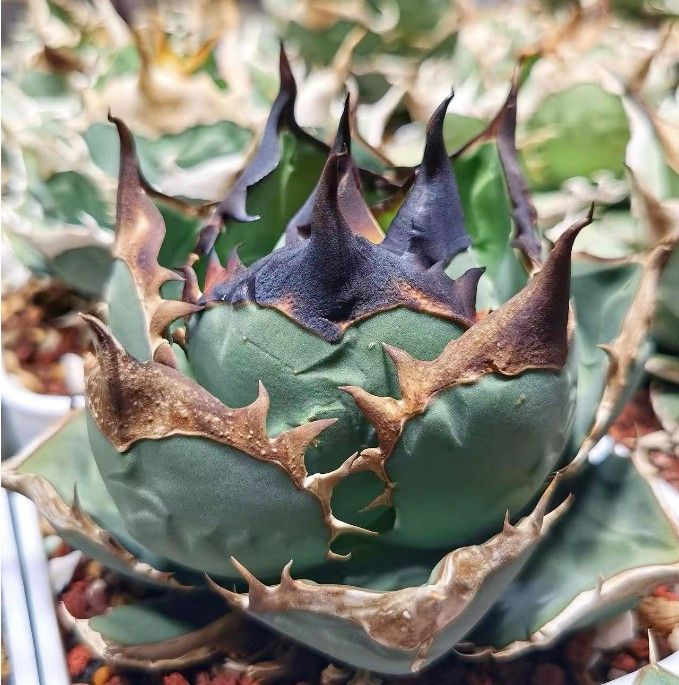 P442 多肉植物アガベ チタノタ 超レア種 黑鯨 強棘|Yahoo P442 多肉植物アガベ チタノタ 超レア種 黑鯨 強棘|Yahoo