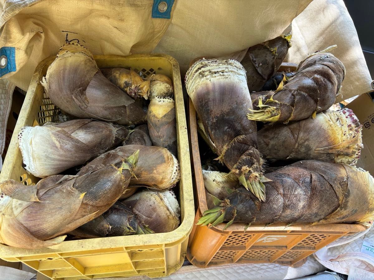 福岡県産 朝採りたけのこ(10kg)掘った当日に発送 事前購入受付 福岡県産 朝採りたけのこ(10kg)掘った当日に発送 事前購入受付