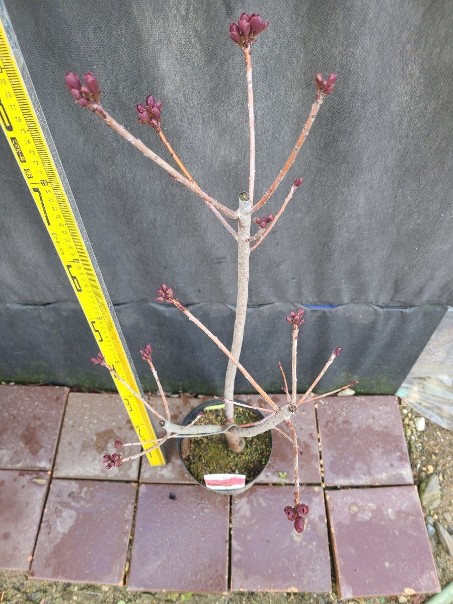 SR2スモークツリー赤花接木高さ90cm6号鉢物大苗マロンレッド SR2スモークツリー赤花接木高さ90cm6号鉢物大苗マロンレッド