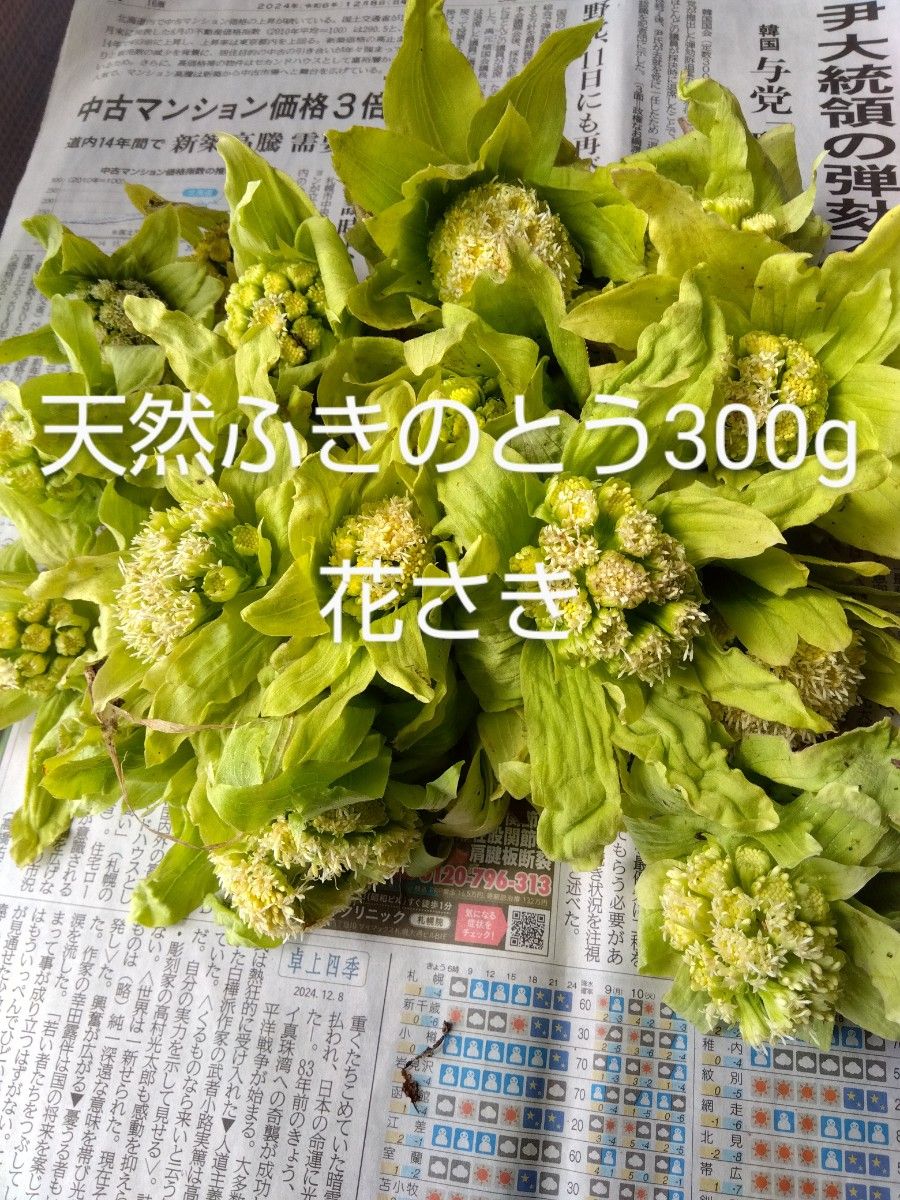 天然ふきのとう 300g以上 花さき 北海道産 採れたて発送|Yahoo 天然ふきのとう 300g以上 花さき 北海道産 採れたて発送|Yahoo