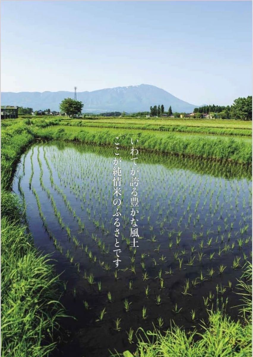 お米 精米【岩手県産金色の風20kg】5kg×4 岩手の最上級米 感動の お米 精米【岩手県産金色の風20kg】5kg×4 岩手の最上級米 感動の