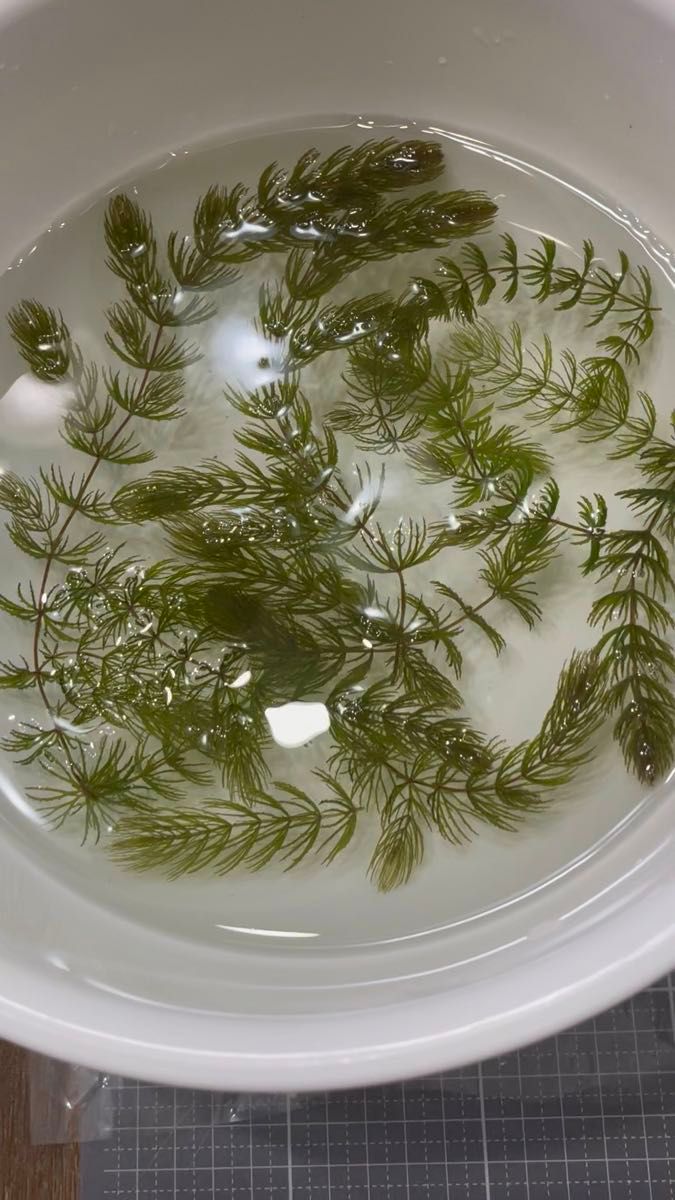 無農薬ミャンマーマツモ成長点のトリミング品 画像の商品
